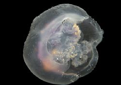 Moon jellyfish.
Treaddur Bay, Wales.
D200 60mm & some f... by Mark Thomas 